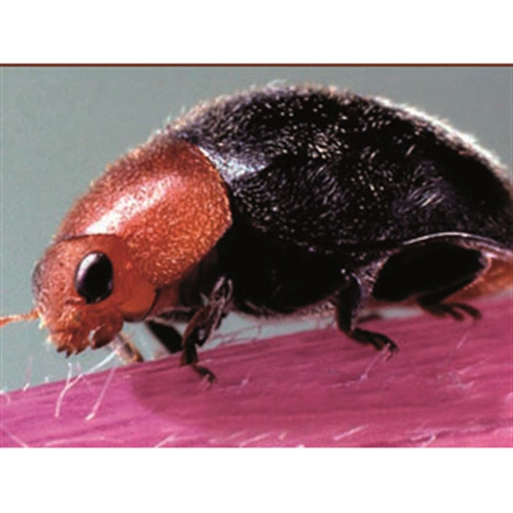 Beneficial Insects, BioCryptolaemus Mealybug Control By BioBee 1 Beneficial Insects, BioCryptolaemus Mealybug Control By BioBee