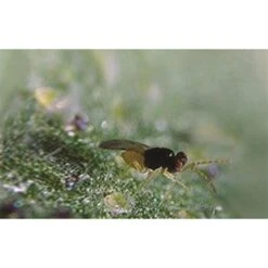 Beneficial Insects, BioEncarsia Whitefly Control, 5,000 Bulk Count By BioBee