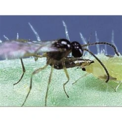 Beneficial Insects, BioAphidius Aphid Control By BioBee