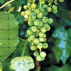 Heavy-Duty No-Tangle Mesh Bird Netting, 14ft X 200ft, 2/3in X 3/4in Mesh By Tenax -A.M. Leonard Tools Shop hdn142 2