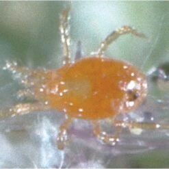 Triple Threat Mite Predators, 500 Count
