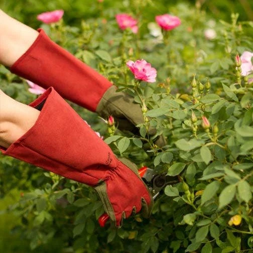 Rose Gloves, Thorn-Proof Suede, Ruby Red With Olive Palms, Unisex By West County 2 Rose Gloves, Thorn-Proof Suede, Ruby Red With Olive Palms, Unisex By West County - Image 2