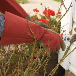 Rose Gloves, Thorn-Proof Suede, Ruby Red With Olive Palms, Unisex By West County 15 Rose Gloves, Thorn-Proof Suede, Ruby Red With Olive Palms, Unisex By West County -A.M. Leonard Tools Shop vp 054 4