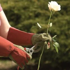Rose Gloves, Thorn-Proof Suede, Ruby Red With Olive Palms, Unisex By West County 16 Rose Gloves, Thorn-Proof Suede, Ruby Red With Olive Palms, Unisex By West County -A.M. Leonard Tools Shop vp 054 5