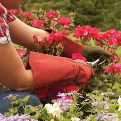 Rose Gloves, Thorn-Proof Suede, Ruby Red With Olive Palms, Unisex By West County 18 Rose Gloves, Thorn-Proof Suede, Ruby Red With Olive Palms, Unisex By West County -A.M. Leonard Tools Shop vp 054 7